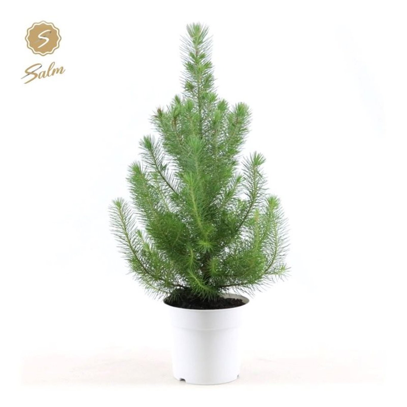 Pinus pinea 'Silver Crest' - C2 White pot
